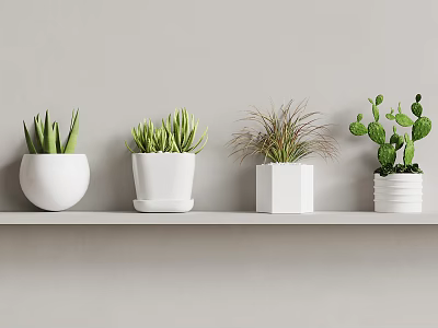 Indoor Succulent Plants In Various White Pots Arranged On Gray Shelf 3d model