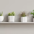 Indoor Succulent Plants In Various White Pots Arranged On Gray Shelf
