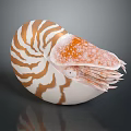 Nautilus Marine Animal with Brown White Striped Shell and Orange Spotted Tentacles