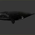 Black Whale Model With Open Mouth And Blue Interior On Dark Background 3d model