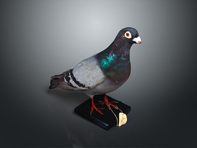 Pigeon Edible Pigeon Play Pigeon Racing Pigeon Military Pigeon Experimental Pigeon Wild Pigeon Rock Pigeon Raw Pigeon model