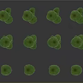 Green Leafy Plants With Round Leaves On Tall Stems Growing In Multiple Clusters