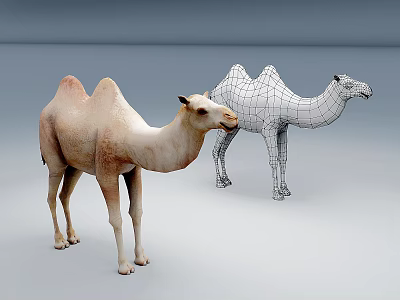 Realistic Camel Figure With Wireframe 3D Model Standing Side By Side 3d model