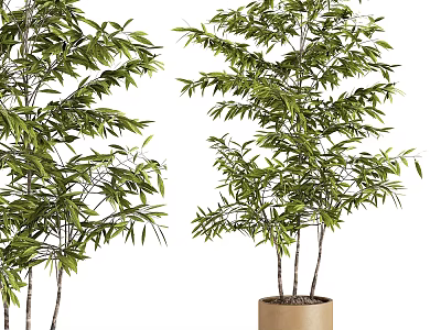 Green Leafy Potted Bamboo Plants With Multiple Stems For Indoor Decoration 3d model