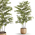 Green Leafy Potted Bamboo Plants With Multiple Stems For Indoor Decoration