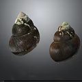 Two Dark Brown Seashells With White Tips Isolated On Dark Background 3d model