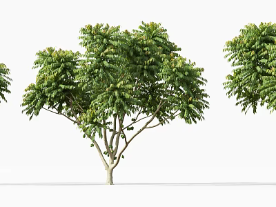 Lush Green Arbor Tree With Dense Foliage And Strong Natural Trunk Design 3d model