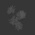 Lush Green Plant With Pinnate Leaves And Multiple Branches On Black Background