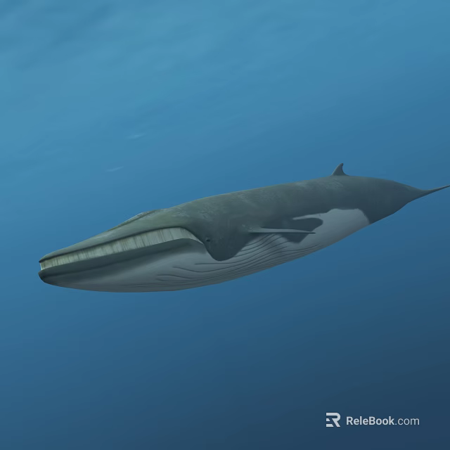Giant Blue Whale Swimming Peacefully In Deep Blue Ocean Water 3d model