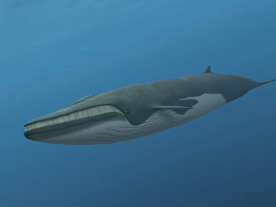 Giant Blue Whale Swimming Peacefully In Deep Blue Ocean Water 3d model
