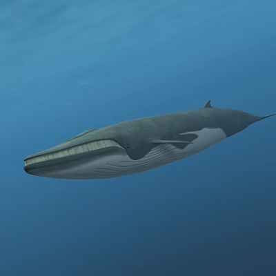 modern whale 3d model modern whale 3d model