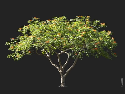 Lush Tall Tree with Green Leaves Orange Flowers and Silhouette Figure Against Black Background 3d model