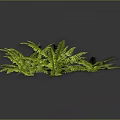 Lush Green Ferns with Feathery Leaves Growing Against Dark Background