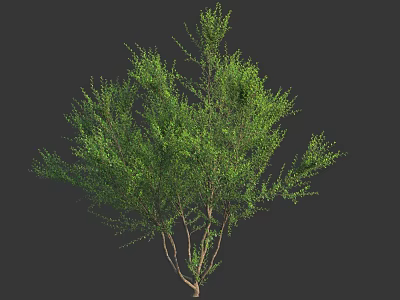 Lush Green Shrub With Dense Foliage And Healthy Branches For Garden Landscaping 3d model