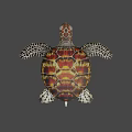 Colorful Sea Turtle With Red Brown Carapace And Spotted Flippers