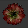 Red Leaf Succulent Plant In Natural Stone Pot With Green Center And Vibrant Foliage