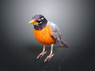 Flying Animal Bird with Orange Chest Black Head and Yellow Beak Standing on Dark Background 3d model