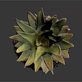 Fresh Ripe Pineapple With Leafy Top And Textured Fruit Body On Dark Background