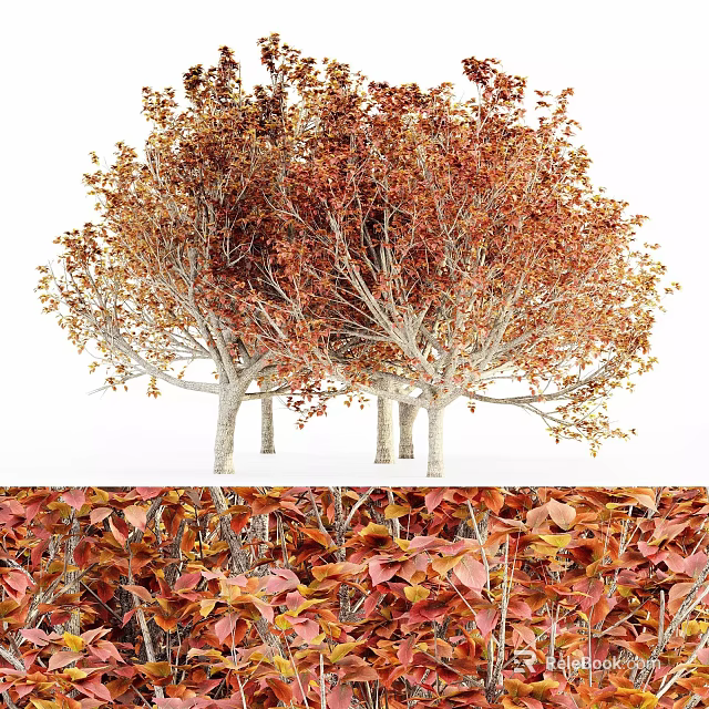 Scenic Autumn Arbor Trees With Vibrant Red Orange Leaves And Fallen Foliage 3d model 