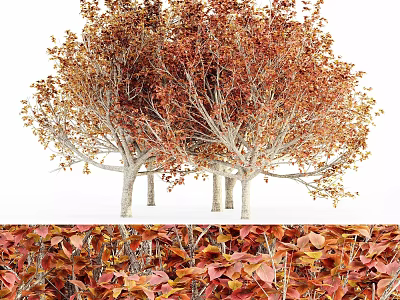 Scenic Autumn Arbor Trees With Vibrant Red Orange Leaves And Fallen Foliage 3d model