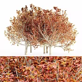 Scenic Autumn Arbor Trees With Vibrant Red Orange Leaves And Fallen Foliage