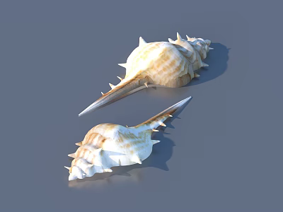 Two Decorative Spiky Conch Shells with Cream and Brown Patterns for Home Decor 3d model