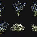 Blue And White Small Flower Plants With Green Stems In Different Forms 3d model