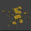 Beautiful Small Yellow Flowers With Slender Stems And Multiple Blooms Against Gray Background