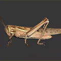 grasshopper insect cartoon locust animation locust anime locust anime game character 3d model