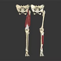 Detailed Human Leg Skeleton Model Showing Red Muscles And Anatomical Features