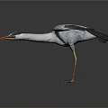 Elegant Egret With Spread Wings And Graceful Posture On White Background