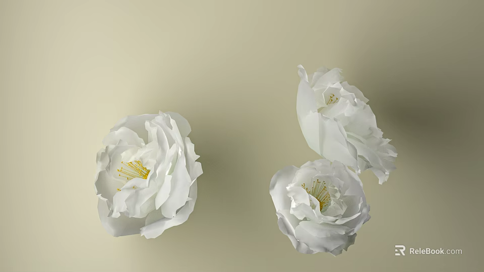 Three White Blooming Flowers with Soft Petals on Cream Background 3d model 