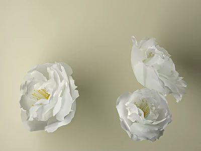 Three White Blooming Flowers with Soft Petals on Cream Background 3d model