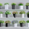 Bonsai Potted Plants Displayed on Multiple Shelves with Various Colored Pots and Colorful Blooms