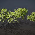 Green Trees with Slender Trunks and Lush Foliage on Dark Background with Ground Shadows