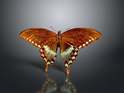 Brown Butterfly With White Spots On Wings And Reflection On Gray Background 3d model