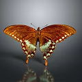 Brown Butterfly With White Spots On Wings And Reflection On Gray Background