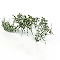 Green Vine Plant with Lush Green Leaves and Hanging Trailing Branches on White Background
