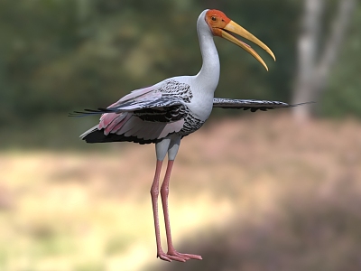 Colorful Stork White-headed Ibis Stork model