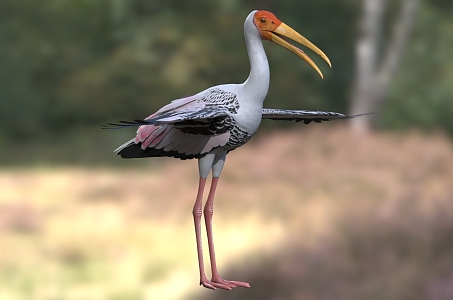 Colorful Stork White-headed Ibis Stork 3d model