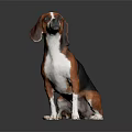 Brown White and Black Beagle Dog Sitting on Smooth Black Surface with Gray Gradient Background