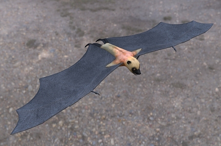 Modern Madagascar flying fox animal creatures 3d model