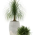 Bonsai Potted Plants With Various Leaf Types Green And Red Foliage In Modern White Pots