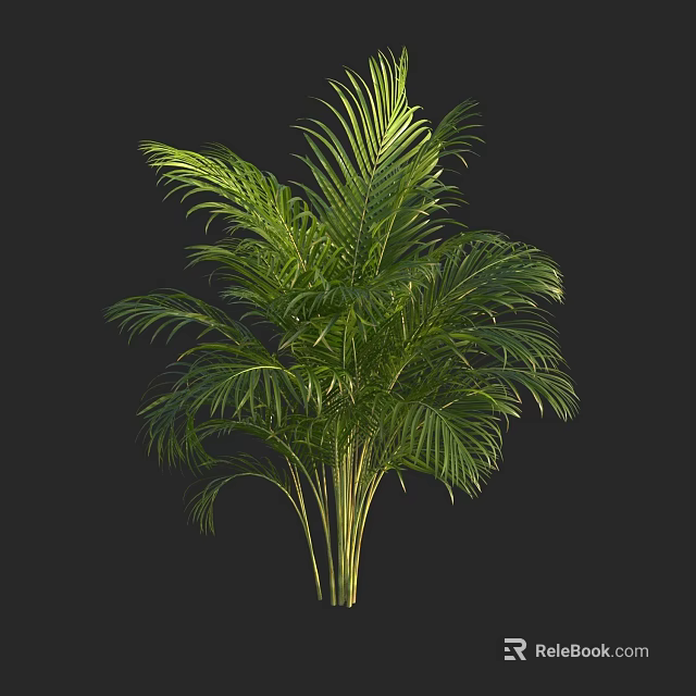 Green Palm Tree With Lush Tropical Foliage Against Dark Background 3d model 