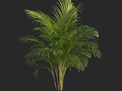 Green Palm Tree With Lush Tropical Foliage Against Dark Background 3d model