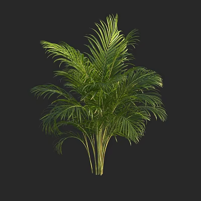 Green Palm Tree With Lush Tropical Foliage Against Dark Background 3d model