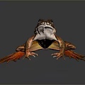 Brown And Orange Reptile With Large Eyes And Outstretched Limbs On Gray Background