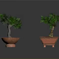 Two Ornamental Potted Green Trees In Round And Square Red Planters On Dark Surface