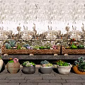 Various Shaped Succulent Potted Plants On Stone Platform With Weathered Textured Wall 3d model