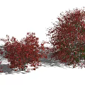 Modern Shrub Flame Euonymus 3d model